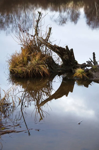 off-season, cold swamp landscape in autumn twilight