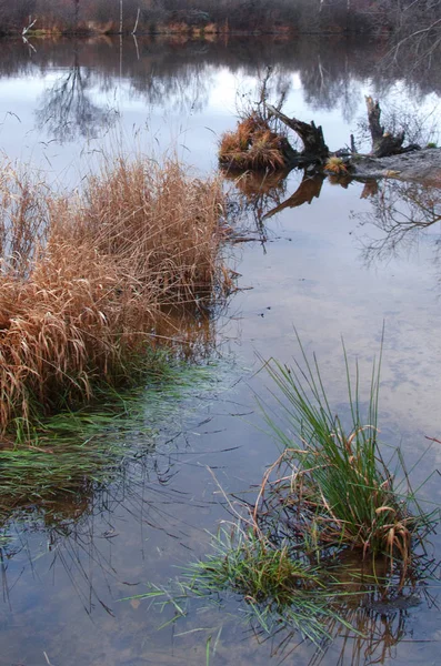 off-season, cold swamp landscape in autumn twilight