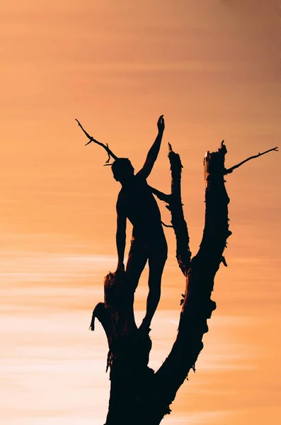 一个人的剪影给他的手在日落时的干燥分枝树的顶部的迹象 — 图库照片