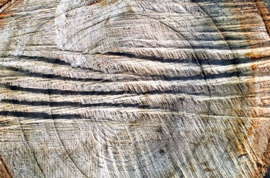 yakın çekim yaşlı ağaç arka plan görüntü kesme