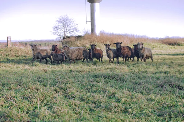 Meerdere Kudde Schapen Grazen Het Veld — Stockfoto