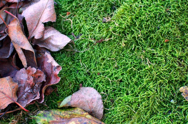 Moos Und Alte Trockene Blätter Hintergrundbild — Stockfoto