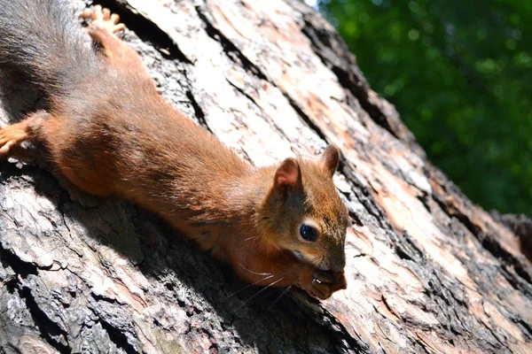 Little Red Squirrel Sitting Trunk Old Tree Gnawing Something — Stock Photo, Image