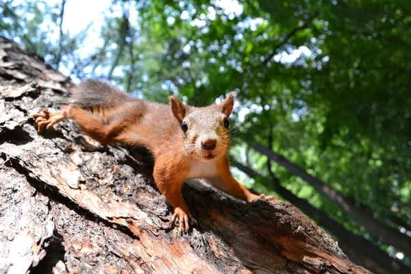 Little Red Squirrel Crawling Sneaking Trunk Old Tree — Stock Photo, Image