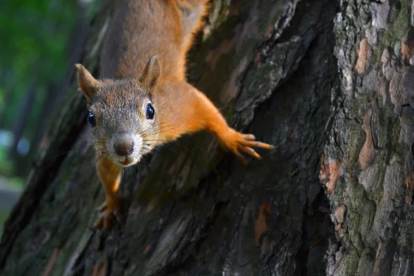 Pequeno Esquilo Vermelho Rastejando Esgueirando Tronco Uma Árvore Velha — Fotografia de Stock