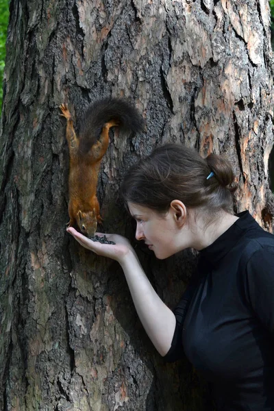 Girl Feeding Squirrel Park — Stock Photo, Image