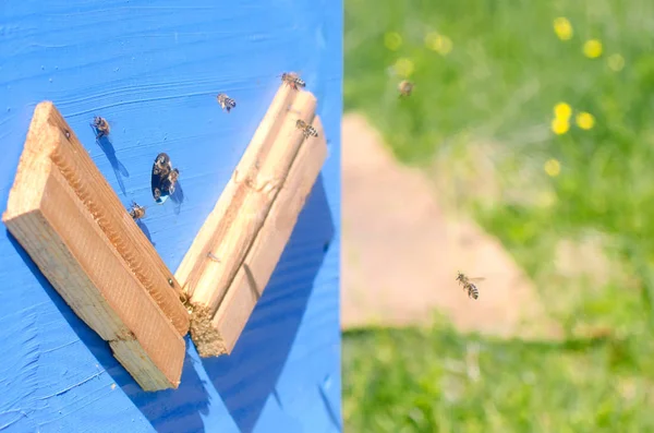 Bees Fly Gathering Honey Hive — Stock Photo, Image