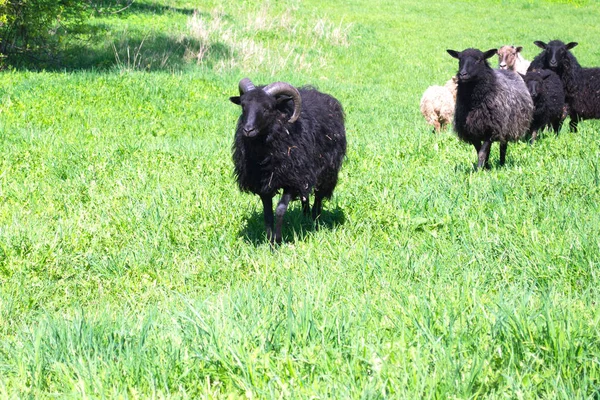 Gehoornde Zwarte Schapen Leidt Een Kudde Schapen Door Een Groene — Stockfoto