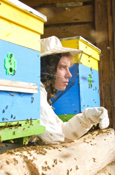 Young Man Protective Suit Beekeeper Bee Hives — Stock Photo, Image