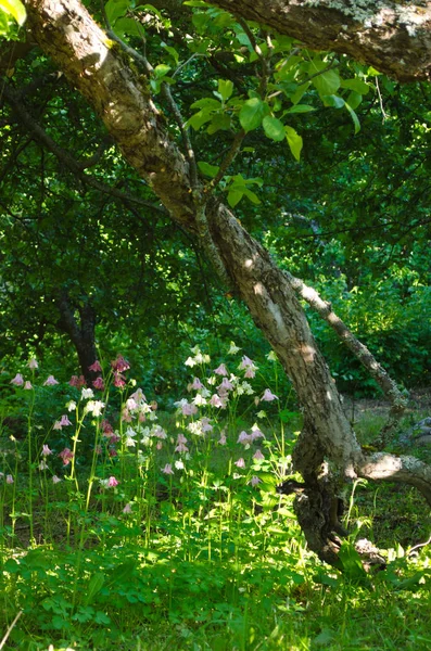 Många Växter Blommande Aquilegia Den Gamla Trädgården — Stockfoto