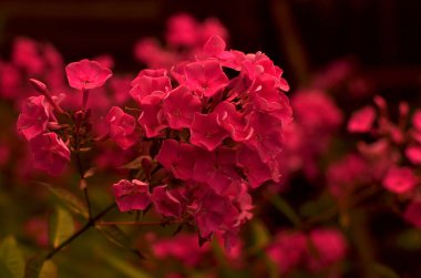 Önümüzdeki kırmızı Phlox portre