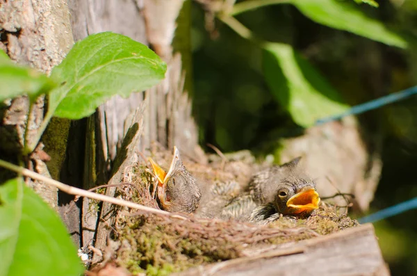 Küken Von Wildvögeln Nest Stamm Eines Alten Baumes Garten — Stockfoto