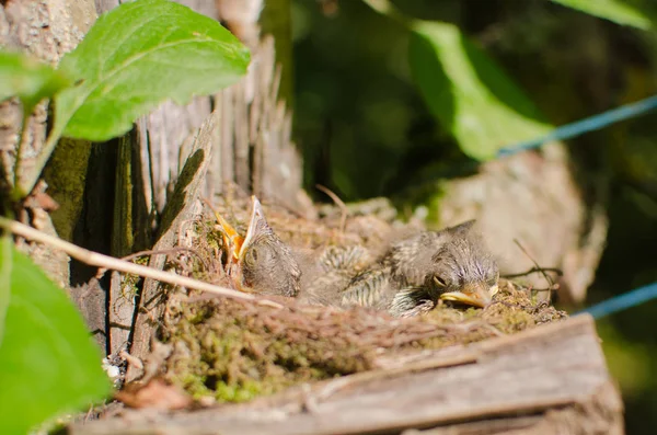 Chicks Wild Birds Nest Attached Trunk Old Tree Garden — Stock Photo, Image