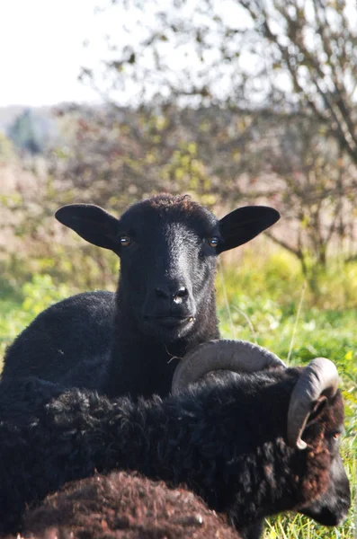 Portret Van Een Zwarte Gehoornde Ram — Stockfoto