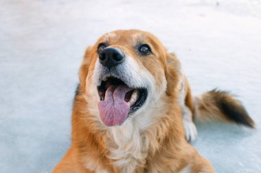 bir köpek kırmızımsı-altın saçlı ve çıkıntılı dil portresi