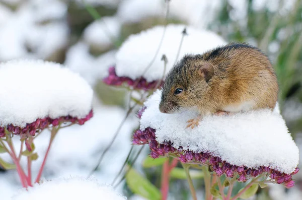 First Snow Small Mouse Sitting Inflorescence Stonecrop — Stock Photo, Image