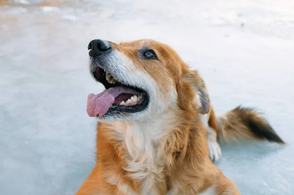 Bir Köpek Kırmızımsı Altın Saçlı Çıkıntılı Dil Portresi — Stok fotoğraf