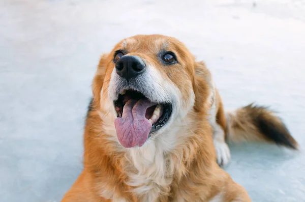 Bir Köpek Kırmızımsı Altın Saçlı Çıkıntılı Dil Portresi — Stok fotoğraf