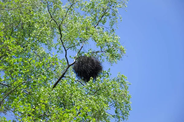 Большое Гнездо Узел Ветвях Березы — стоковое фото
