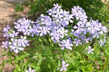 Yayvan Phlox çiçeklenme sırasında Bush
