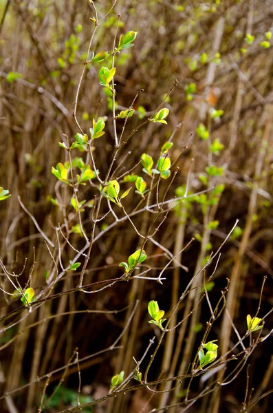 Blommande Knoppar Grenarna Tjocka Bush — Stockfoto