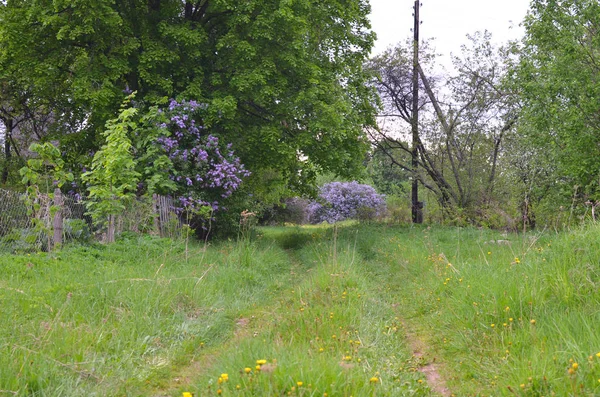 Gräsbevuxen Landsväg Bland Blommande Buskar Våren — Stockfoto