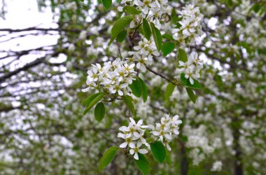 bahar bahçe IRgA çiçekli dalları