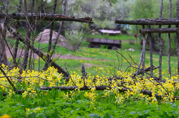 Blühende Primeln Alten Garten Und Ein Loch Zaun — Stockfoto