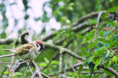 Bush yakın çekim dalları üzerinde serçe