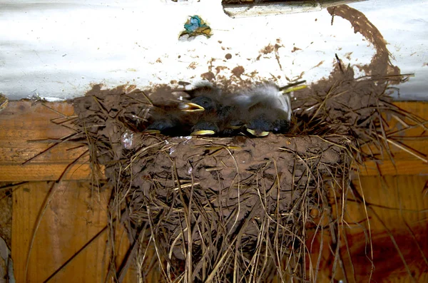 Kleine Nieuw Gearceerde Swallow Kuikens Het Nest — Stockfoto