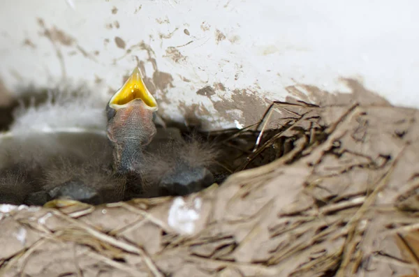 Pequeño Recién Nacido Tragar Polluelos Nido — Foto de Stock