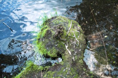 garip bir kavisli şekli ve temiz su Orman Gölü küçük yarımadadır