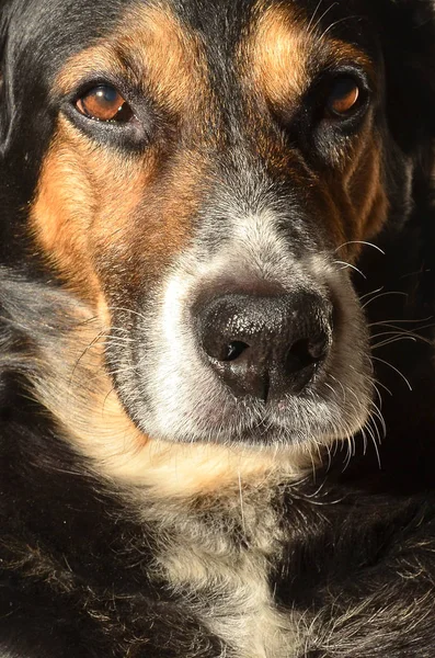 Akıllı Avcılık Köpek Yakın Çekim Portresi — Stok fotoğraf