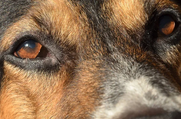 smart brown eyes of a hunting dog close-up