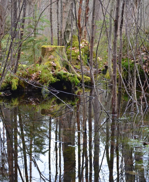 Velho Tronco Musgoso Poças Floresta Primavera — Fotografia de Stock