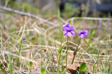 çiçek açan orman Pansy ilk bahar çiçegi biridir
