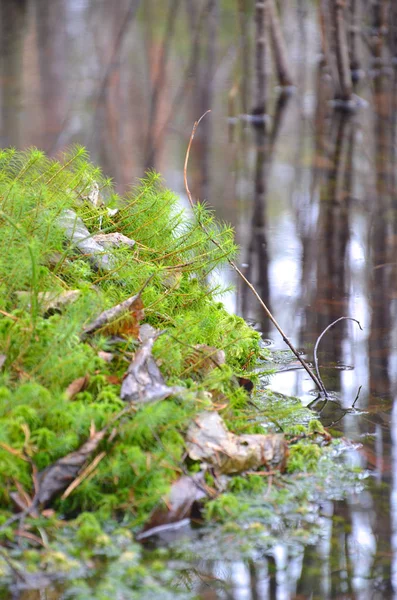 Muschio Che Cresce Dosso Che Sporge Una Pozzanghera Nella Foresta — Foto Stock