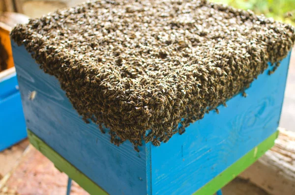 Huge Bee Colony Difficult Fit Hive — Stock Photo, Image