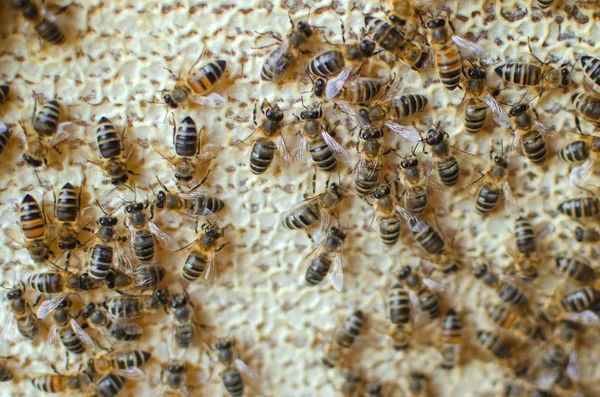 Lot Bees Crawling Full Honey Frame Hive — Stock Photo, Image