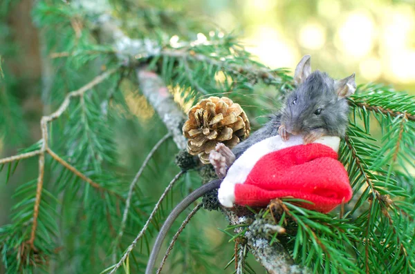 Mouse Rat Sits Branches Fir Tree Santa Claus Hat Its — Stock Photo, Image