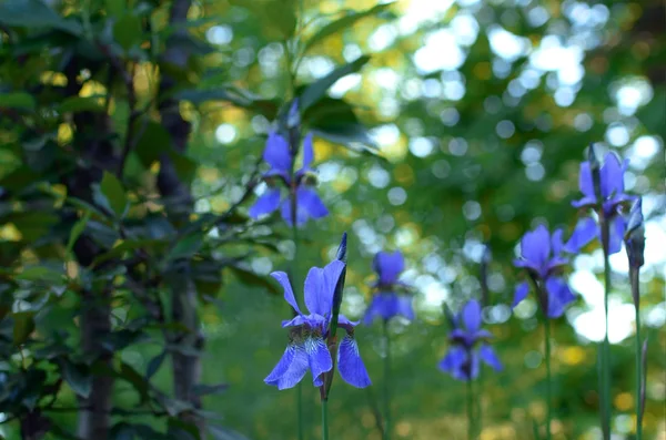 Summer Flowering Blue Siberian Irises Garden — 스톡 사진