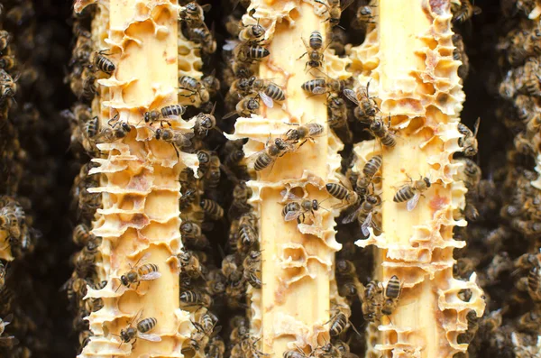 Many Bees Sit Honey Frame Hive Honeycombs — Stock Photo, Image