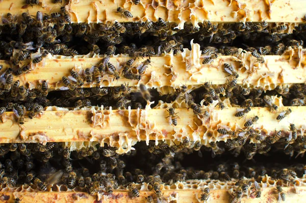 many bees sit on a honey frame in a hive among the honeycombs