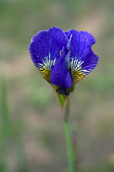 Pas Avant Fin Floraison Complète Bleu Iris Sibérien Gros Plan — Photo