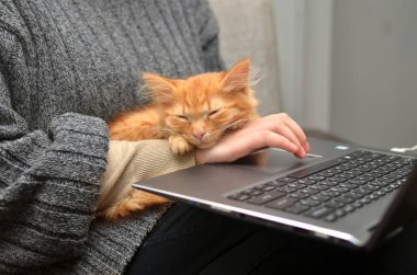 Kırmızı tüylü kedi yavrusu, evinde bilgisayar başında kendini izole etme üzerine çalışan bir hostesin elinde yatıyor.