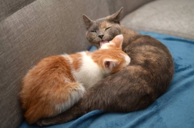 Anne kedi ve küçük kedileri