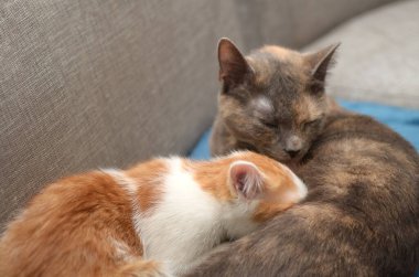 Anne kedi ve küçük kedileri