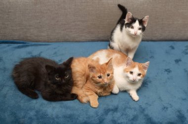 Dört küçük renkli kedi yavrusu yumuşak mavi bir battaniyenin üzerinde yatıyor.