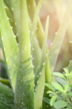 Aloe vera arkaplanı terk eder.