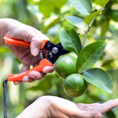 El ile organik meyve bahçesi makas havested kireç.